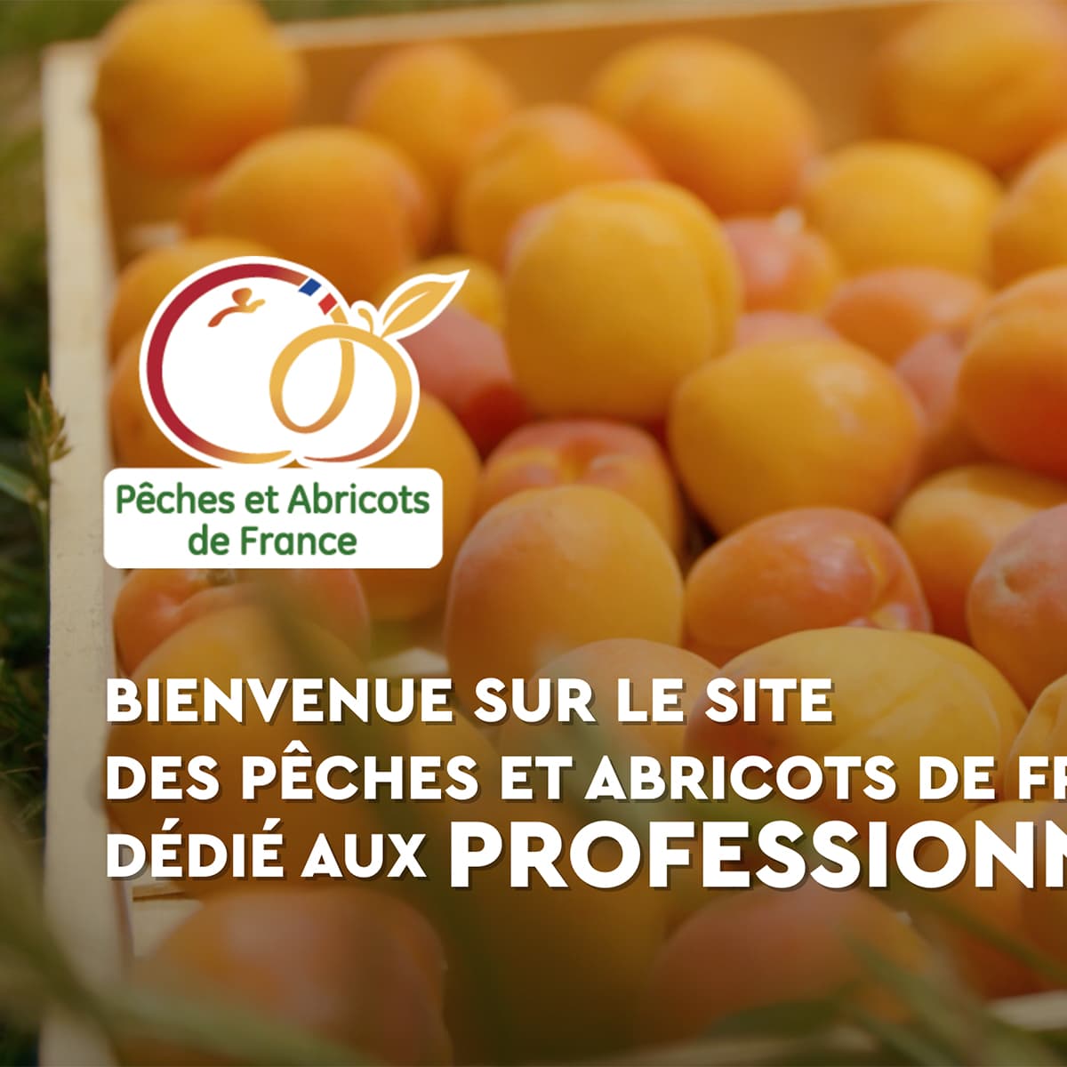 AOP PÊCHES ET ABRICOTS DE FRANCE