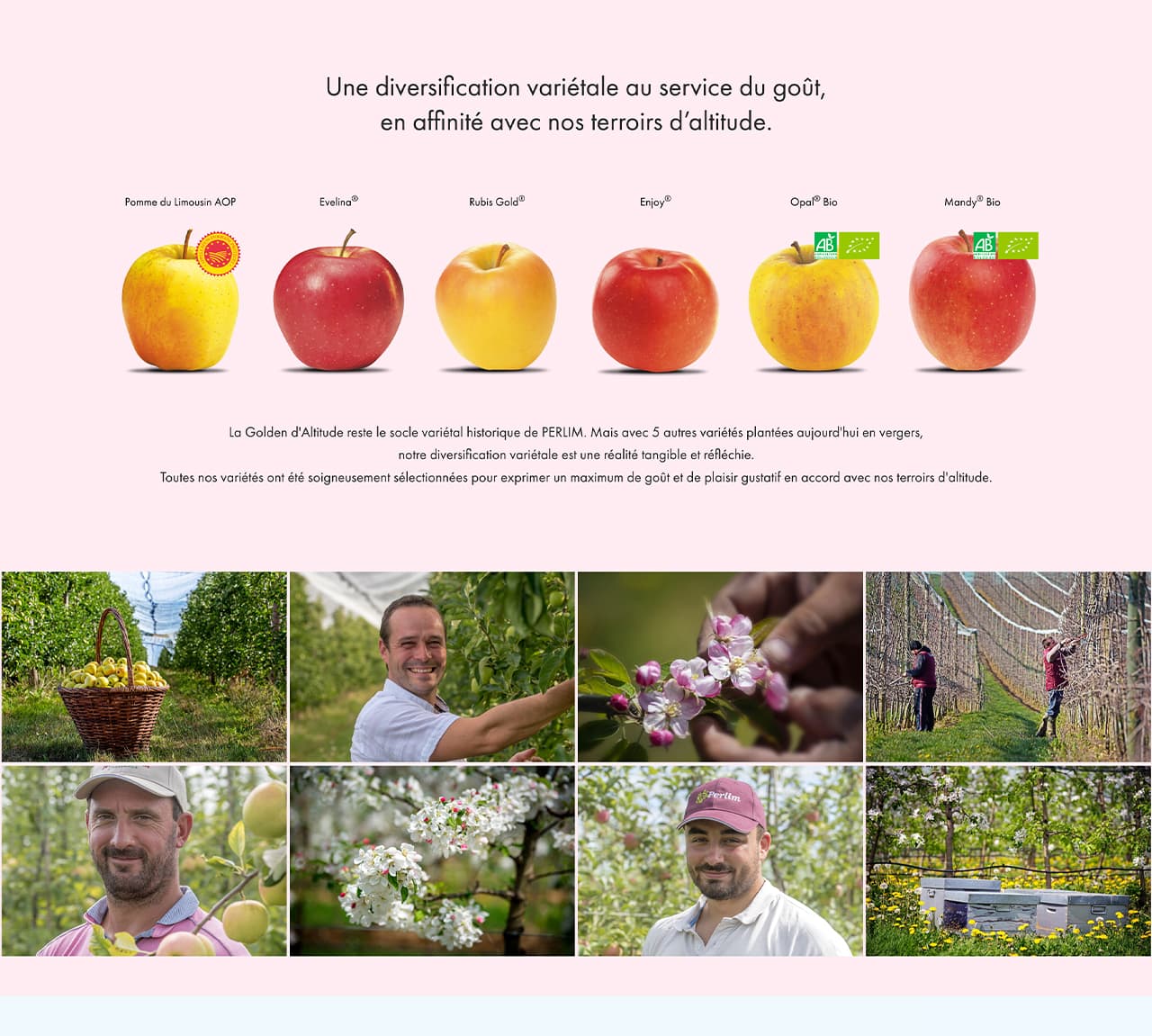 capture site internet Perlim pommes